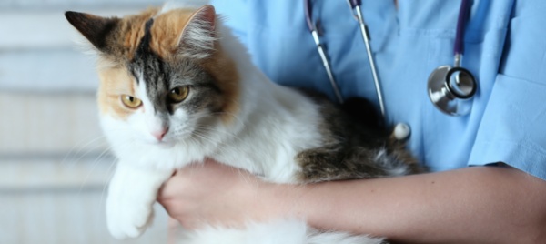 covid-gatto-infetta-la-veterinaria-con-uno-starnuto