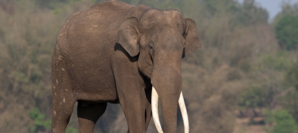 india-addio-a-mr-kabini-l-elefante-dalle-zanne-piu-lunghe