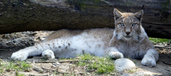 alta-vallemaggia-la-lince-sembra-aver-trovato-casa