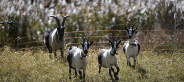 ovini-e-caprini-da-considerare-come-specie-protetta