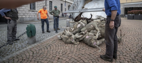 lupo-in-val-rovana-annullata-la-decisione-di-abbattimento
