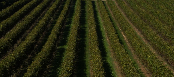 in-barba-alla-pandemia-il-vino-italiano-va-a-gonfie-vele