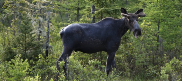 zoo-di-berna-parto-di-alci-dopo-undici-anni
