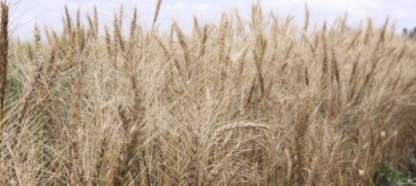 russia-e-ucraina-firmano-l-accordo-sul-grano