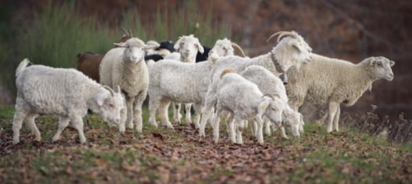 dieci-pecore-morte-vicino-al-pizzo-molare-indiziato-il-lupo