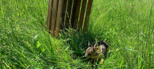 droni-e-termocamere-per-salvare-i-cuccioli-di-capriolo