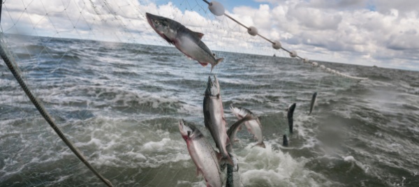 la-guerra-del-pesce