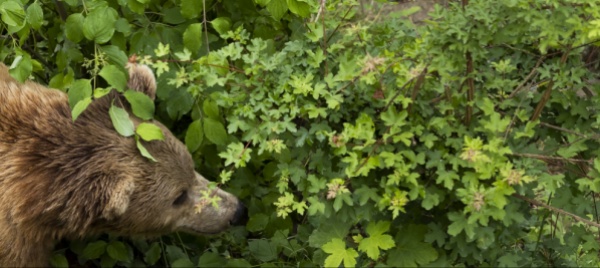 le-fototrappole-immortalano-l-orso-anzi-due