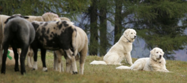 la-protezione-delle-greggi-con-i-cani-funziona-abbastanza-bene