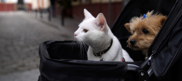 ogni-anno-oltre-100-mila-cani-e-gatti-abbandonati-in-italia
