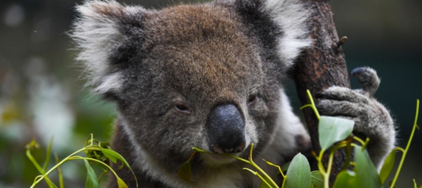 misteriosa-morte-di-16-koala-in-australia