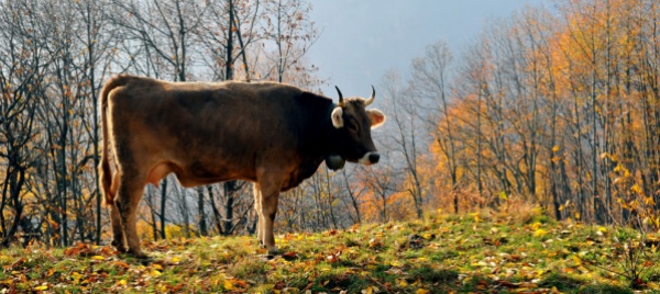 primo-attacco-dei-lupi-a-una-mucca-da-latte