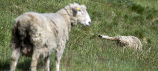il-lupo-colpisce-ancora-in-vallemaggia-allevatori-in-fuga