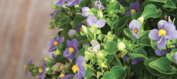 piante-e-fiori-per-balconi-e-terrazzi