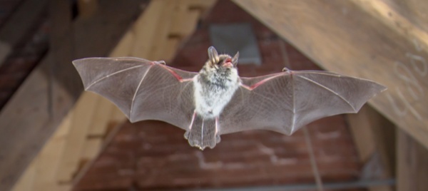 scoperto-un-pipistrello-con-la-rabbia-nel-canton-berna