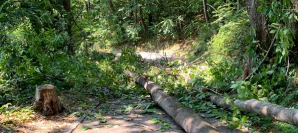 caduta-alberi-alle-vattagne-deve-scapparci-il-morto