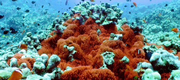 la-barriera-corallina-delle-fiji