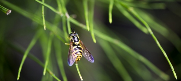 poco-cibo-in-natura-e-le-vespe-banchettano-presso-gli-umani