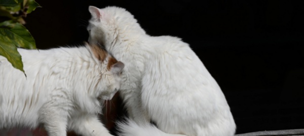 animali-da-compagnia-passata-la-pandemia