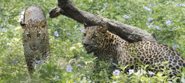 nemmeno-i-leopardi-sono-immuni-al-coronavirus