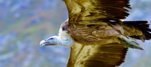 grifoni-curati-e-di-nuovo-in-volo