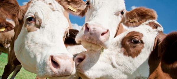 tutto-quello-che-avreste-voluto-sapere-sulla-mucca