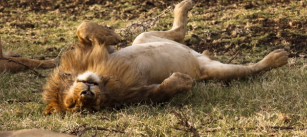 oggi-giornata-mondiale-del-leone-in-africa-ne-restano-30-000