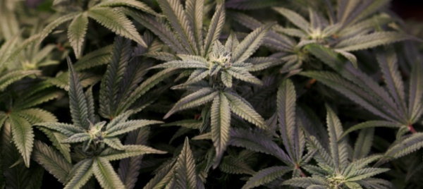maxisequestro-di-marijuana-in-provincia-di-bari