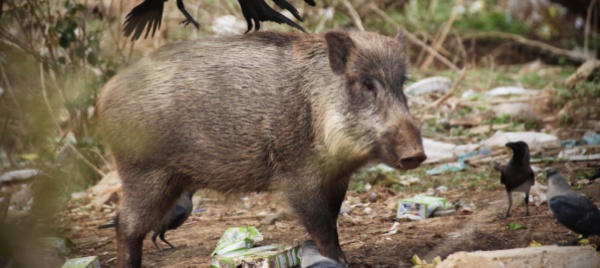 ore-contate-per-il-cinghiale-in-villeggiatura-a-milano