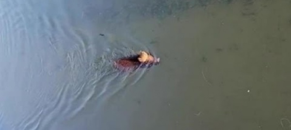 sapessi-com-e-strano-un-cinghiale-nel-naviglio-a-milano