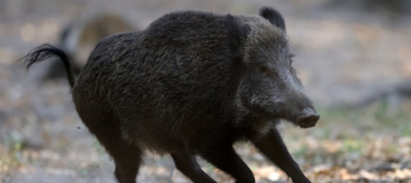 recuperato-e-sedato-il-cinghiale-milanese