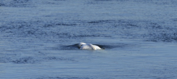 morto-il-beluga-che-si-era-smarrito-nella-senna