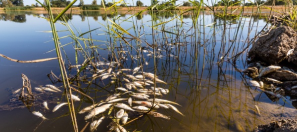 germania-polonia-migliaia-di-pesci-morti-nel-fiume-oder