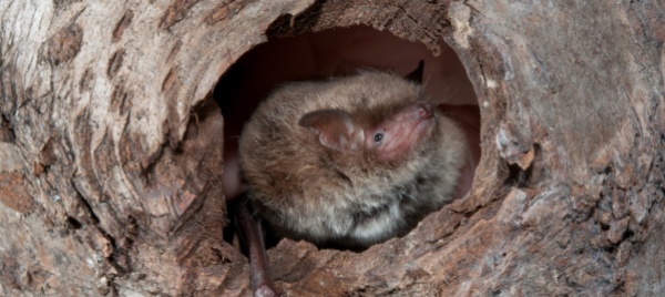 lugano-metti-un-incontro-con-i-pipistrelli-al-parco-ciani