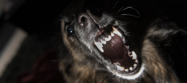 gran-bretagna-otto-mesi-per-aver-morso-un-poliziotto-cane