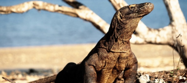 komodo-boom-dei-prezzi-per-vedere-i-draghi-i-ranger-scioperano