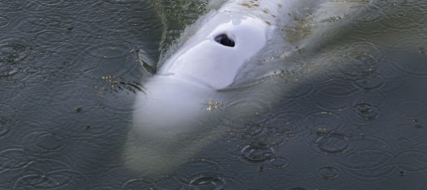 beluga-nella-senna-riuscita-la-prima-parte-della-liberazione