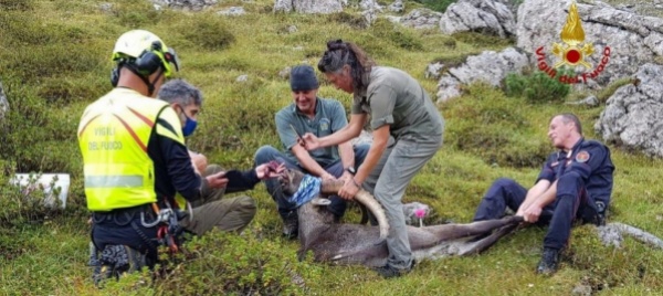 stambecco-ingoia-una-scatoletta-di-tonno-e-rischia-di-morire
