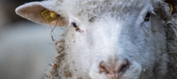 lupi-in-val-colla-segnalazioni-troppo-vaghe-dal-cantone