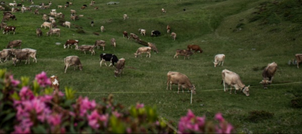 alta-vallemaggia-due-vitelline-ferite-dal-lupo