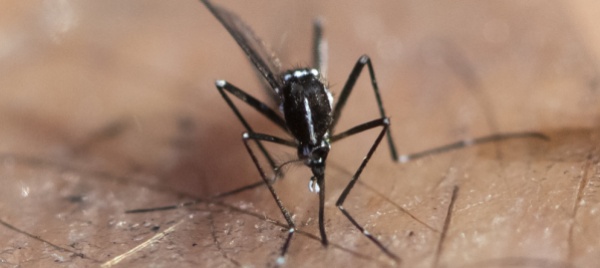 anche-in-ticino-c-e-il-virus-della-febbre-del-nilo