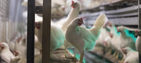 botta-e-risposta-tra-animalisti-e-migros-su-allevamento-di-polli