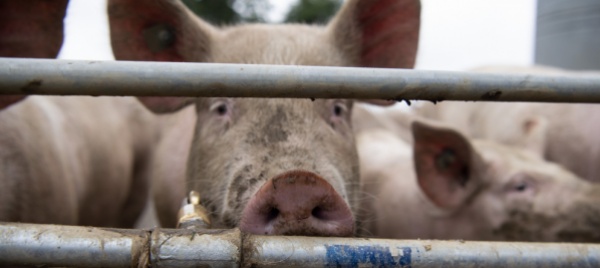 quale-benessere-per-gli-animali-da-reddito-in-svizzera