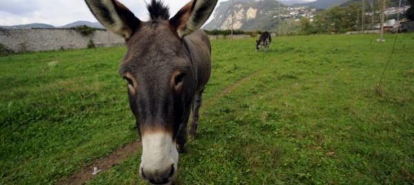 asini-in-fuga-seminano-il-panico-sulle-strade