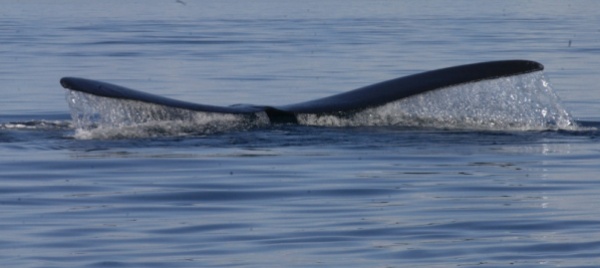 imbarcazione-contro-una-balena-cinque-morti
