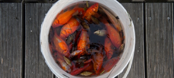 sano-si-ma-all-apparenza