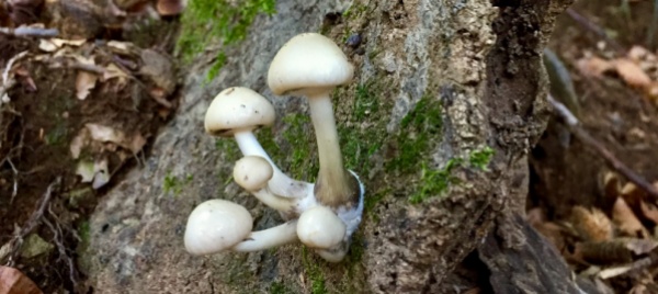 funghi-protagonisti-di-una-mostra-a-san-bernardino