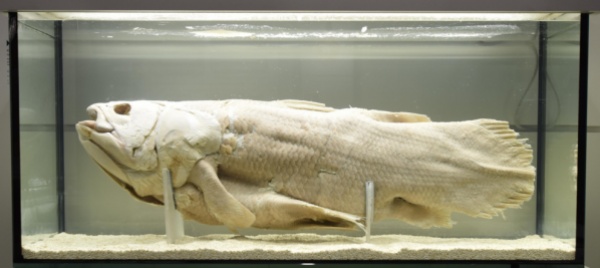 paleontologia-analizzato-l-unico-pesce-giurassico-svizzero