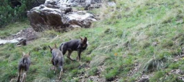 confermata-la-presenza-di-tre-cuccioli-di-lupo-in-val-colla