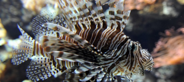 il-mediterraneo-e-il-mare-piu-invaso-da-specie-esotiche-al-mondo